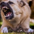 Evo kako da se zaštitite od napada agresivnog psa