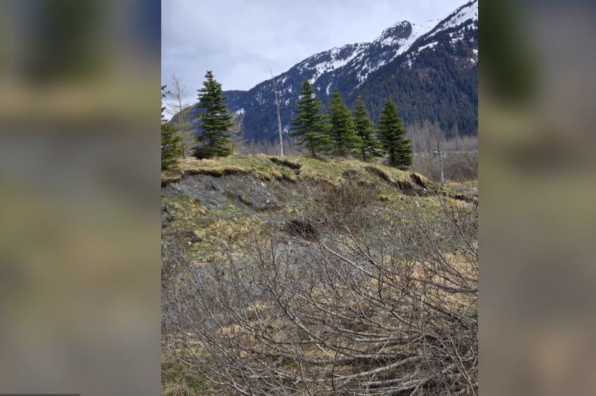 FOTOGRAFIJA KOJA “LJUTI” IINTERNET: Samo tri posto ljudi može pronaći medvjeda, VIDITE LI GA?