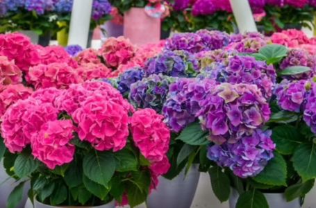 Ako ovo učinite u decembru, hortenzije će vam na proljeće procvjetati jače nego ikad