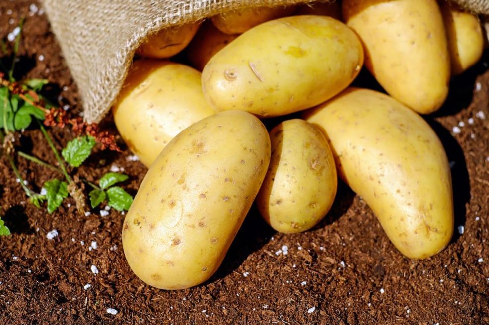 Evo za koju grupu ljudi mladi krompir može biti opasan po zdravlje