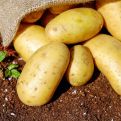 Evo za koju grupu ljudi mladi krompir može biti opasan po zdravlje