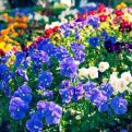 Ovo cvijeće obavezno zasadite u maju, imaćete prelijepu cvietnu i mirisnu rajsku baštu sve do jeseni