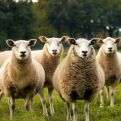 BIZARAN SLUČAJ: Roditelji prijavili četiri ovce za upis u školu kojoj prijeti zatvaranje