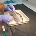 Naučnici secirali najotrovniju ribu Jadrana: 'Ima toliko toksina da može UBITI 30 LJUDI'