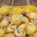 Kako spriječiti krompire da ne prokliju? ZNATE LI ZA OVAJ FANTASTIČAN TRIK