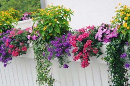 3 genijalna trika uz koja će balkonske biljke poživjeti izuzetno dugo