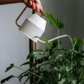 Nevjerovatan trik sa biljnom kupkom: Klijanje biljke zagarantovano