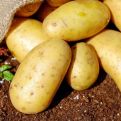 Najveća štetočina koja napada krompir: Ovaj prirodni sastojak ukloniće zlatice iz bašte