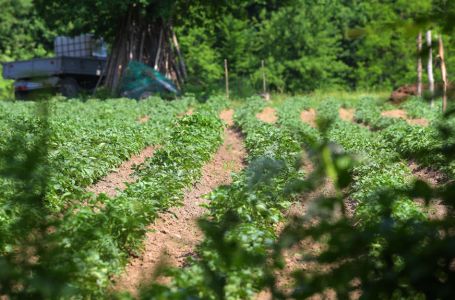 Najveća štetočina koja NAPADA KROMPIR: Otkrijte jednostavan prirodni sastojak za TRAJNO UKLANJANJE