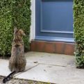 Evo šta znači kad vam mačka dođe na vrata: Nikako nemojte da je otjerate!