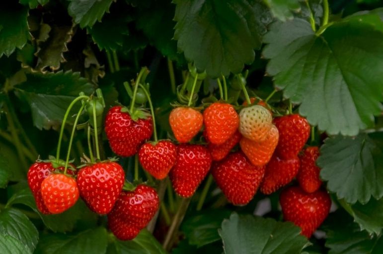 KAKO DA VAM JAGODE RAĐAJU SVE DO JESENI? Stari baštovani imaju neviđeno dobru caku