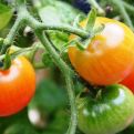 Ako paradajz prihranite ovim, imaćete sočne i zdrave plodove sve do kasne jeseni