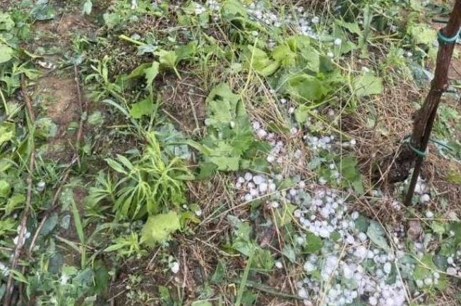 Grad uništio vinograde i usjeve u susjedstvu BiH: Zbrajaju se štete nakon jakog olujnog nevremena