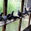Imate problem sa golubovima u vašem vrtu ili na balkonu? Ovi jednostavni trikovi će ih otjerati