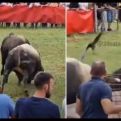 Dva bika podivljala na koridi kod Splita, jedan probo čovjeka u stomak