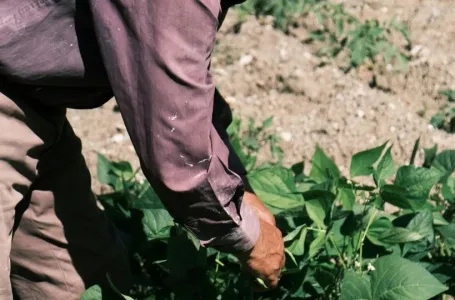 Još uvijek nije kasno za sadnju: Lista povrća koje možete još uvijek posaditi i da rodi u toku ljeta