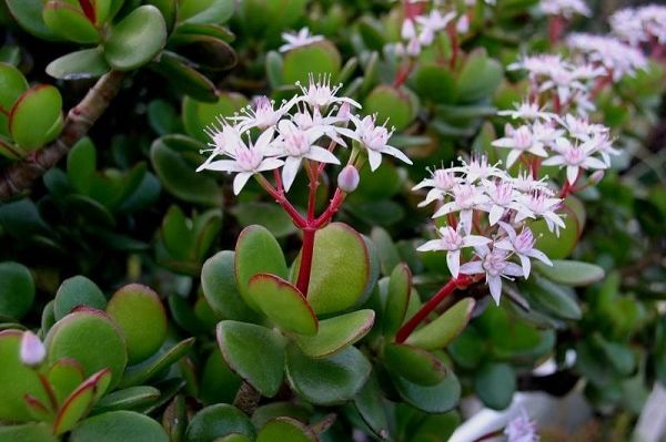 Kako da vam drvo novca procvjeta: Krasula može da donese novac, samo joj dodajte 2 sastojka