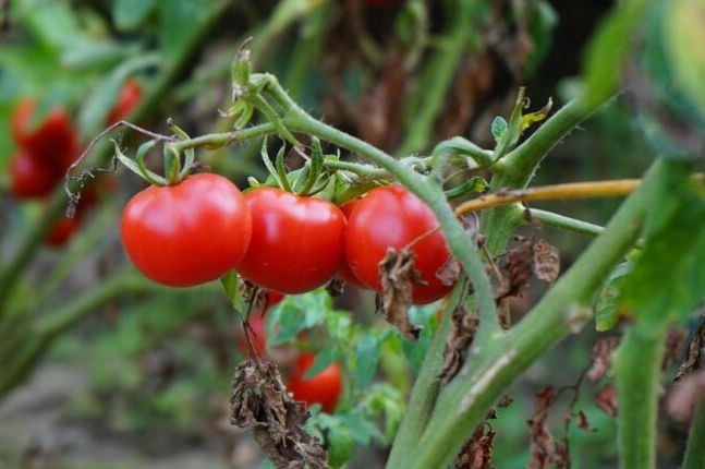 Zalijte paradajz i krastavac ovim rastvorom i rađaće do besvijesti: Trik koji malo ko zna