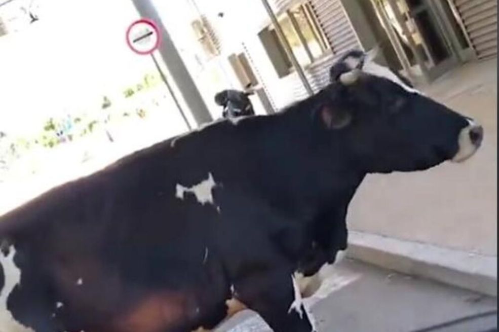 Krava blokirala granični prelaz između BiH i CG, hit scena, vozači ne znaju šta da rade (VIDEO)