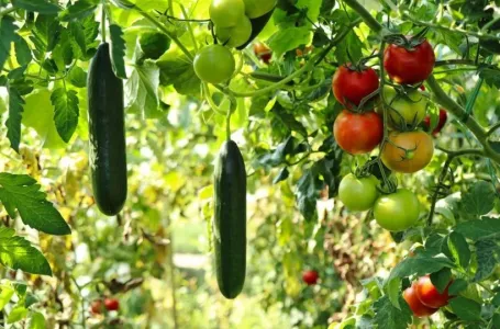 Baštovanski trik koji malo ko zna: Paradajz i krastavac treba zalijevati ovim rastvorom