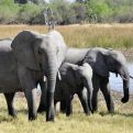 Je li moguće da slonovi jedni druge oslovljavaju ekvivalentom imena?