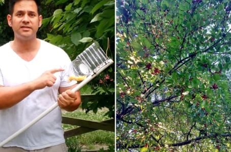 TRIK KOJI MORATE ZNATI: Evo kako napraviti berač za trešnje, višnje i ostalo sitnije voće