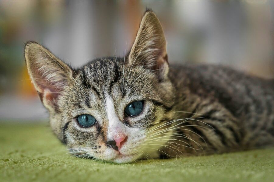 Mačke plaču bez suza: Kako da prepoznate kada su tužne?