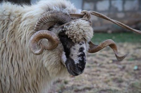 Veterinari savjetu kako pravilno klati kurbane i ophoditi se prema mesu u ljetnim danima