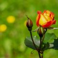 Evo kako da poboljšate izgled vašeg vrta: Trik da vam ruže cvjetaju sve do jeseni