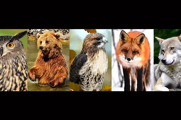 TEST: Koja vas od OVIH 5 životinja najviše fascinira? Odgovor otkriva puno o vama!