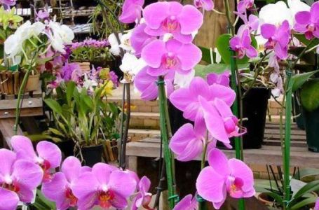 3 magične biljke za sreću, ljubav i uspjeh: Evo koje cvijeće treba njegovati u svom domu