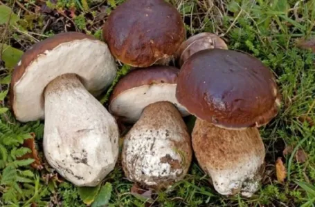 Sezona je vrganja: Gdje ga pronaći i na šta posebno treba obratiti pažnju