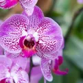 Zašto vam orhideje brzo uvenu? Ključ je u jednoj karakteristici ovog cvijeta