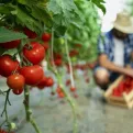 Savjeti za zaštitu paradajza od plamenjače: Važno za svakog vrtlara
