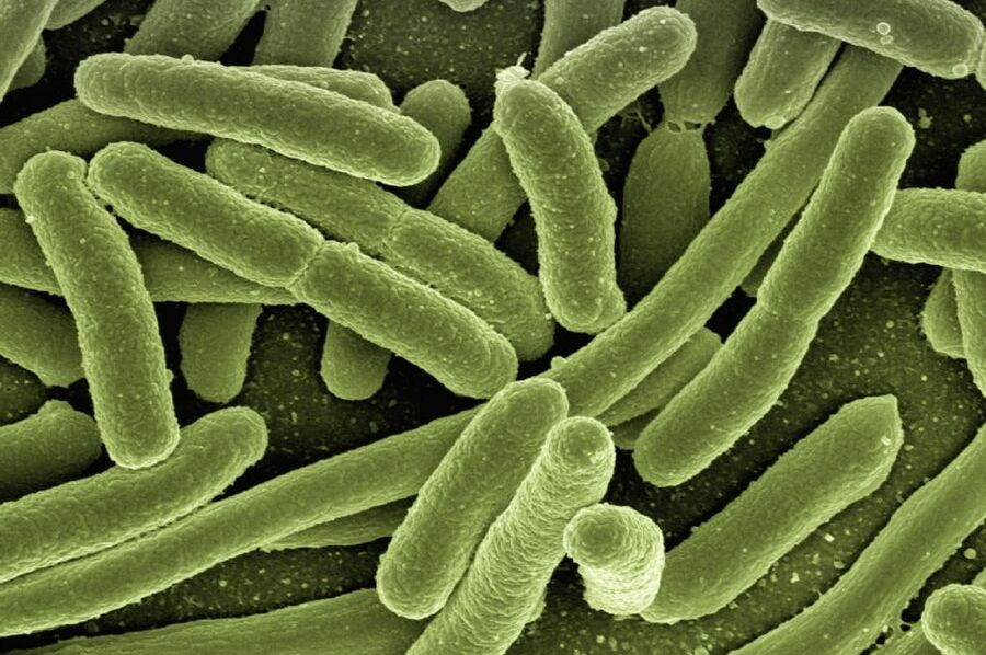Šta je E coli bakterija i koliko je opasna za ljude