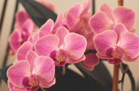 Orhideje će STALNO CVJETATI ako ih na svake dvije nedjelje ZALIJEVATE jednim jednostavnim SASTOJKOM
