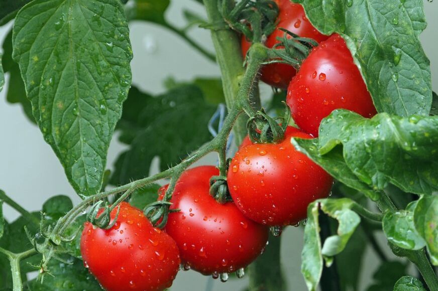 OBRATITE PAŽNJU na ovaj dio: Dovoljno je samo jedno kako biste prepoznali paradajz pun hemije