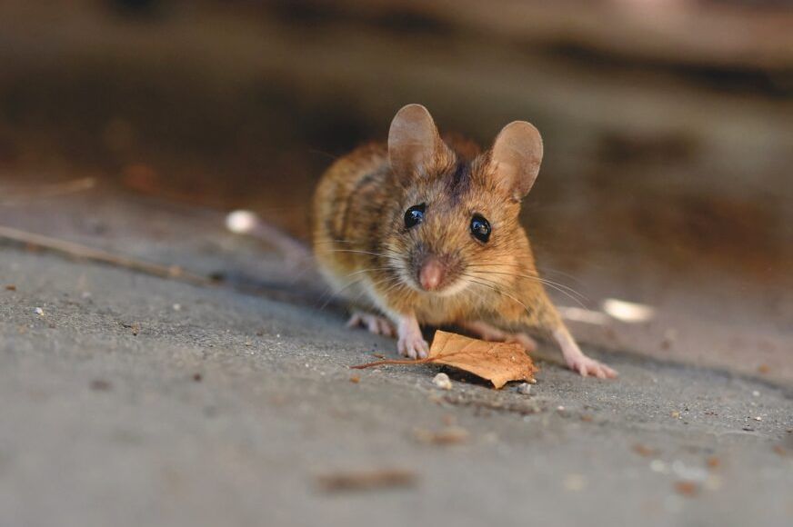 STAVITE JE U SVOJ DOM: Miševi nikako ne podnose miris ove jedne biljke