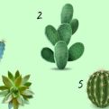 Izaberite jedan kaktus sa ove slike: ON ĆE OTKRITI KOJE SU VAŠE NAJVEĆE VRLINE, A KOJE MANE
