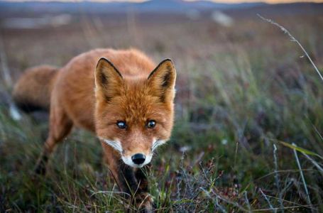 Vozač BMW-a udario lisicu na autocesti: Pogledajte cifru koju mu hrvatske ceste moraju isplatiti
