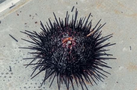 OPREZ, OVO JE DOBRO ZNATI: Evo šta da radite ako stanete na ježa ili vas oprži meduza na moru