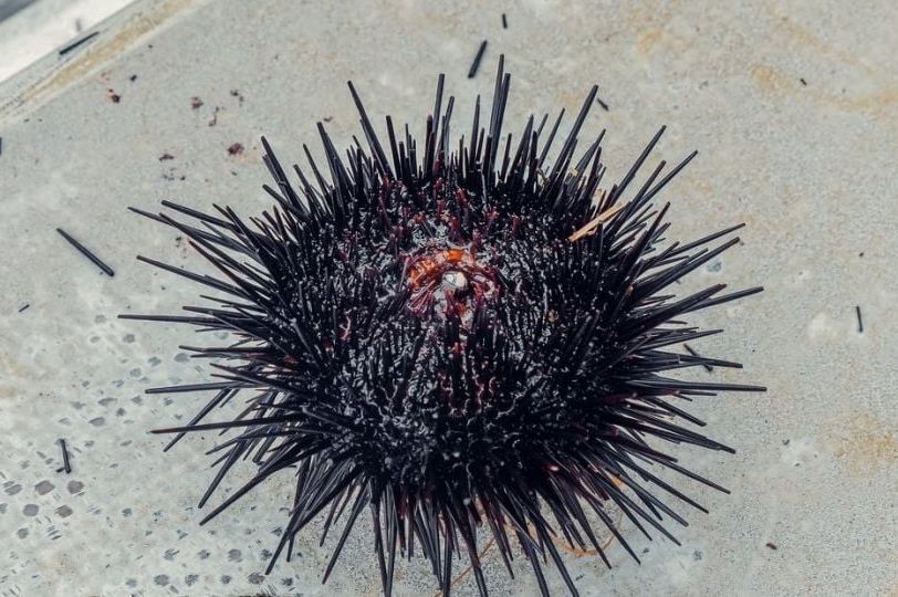 OPREZ, OVO JE DOBRO ZNATI: Evo šta da radite ako stanete na ježa ili vas oprži meduza na moru