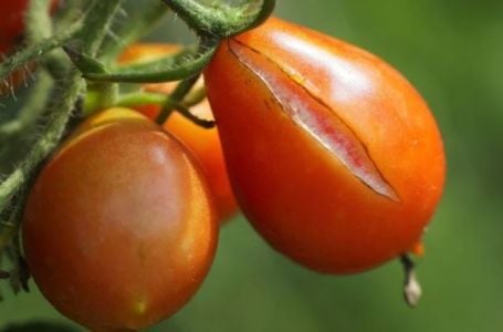 Kako prepoznati pravi domaći paradajz? Ako ovako mirišu, ODMAH IH KUPITE