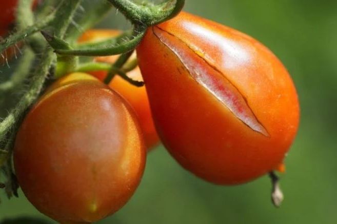 Kako prepoznati pravi domaći paradajz? Ako ovako mirišu, ODMAH IH KUPITE