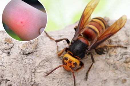 STRŠLJEN MOŽE DA UBIJE U 3 SLUČAJA! Ubod u vrat je najopasniji, jednu stvar morate odmah da uradite!