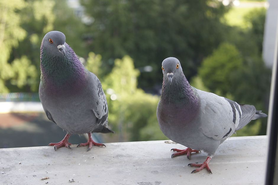 Golubovi vam stalno dolaze na balkon? POKUŠAJTE OVAJ TRIK, više se nikada neće vratiti