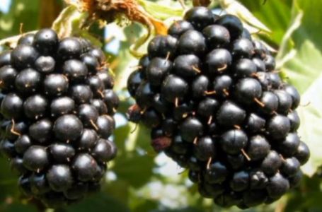 Jednostavan recept i dug užitak: Domaći sirup od kupina koji će vas osvježiti tokom vrućina