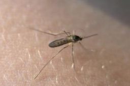 U Evropi sve više komaraca koji prenose bolesti