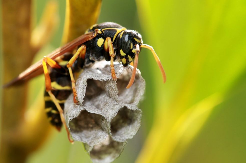 Zasadite ovu biljku blizu terase i nećete vidjeti ose i stršljene: Od njenog mirisa bježe kao ludi