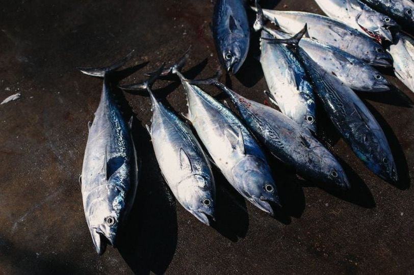 Stručnjakinja pojašnjava: Ovu ribu nije dobro konzumirati jer je puna teških metala